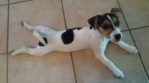 Snow creek has both long haired & short haired jack russell puppies available. 21 Cutest Long Legged Jack Russell Pictures Ever The Paws
