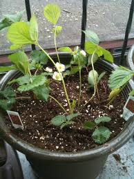 Le combo « humidité et gel » est. Fraisiers Conseils Pour Bien Les Planter Au Printemps