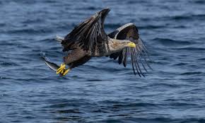 Super pictures! Prestigious recognition for two Kilkenny photographers