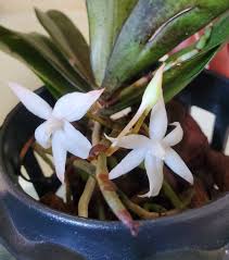 Image result for Aeranthes africana