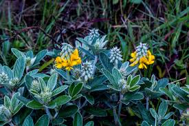 Image result for Ascolepis capensis