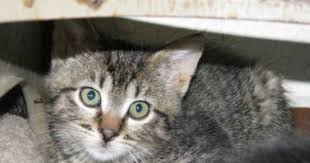 Black And White Cat With Green Eyes Cat Eyes A Cat Woman S Photos Coccidia Kittens Now Tabby Cat Cute Cats Cute Animals