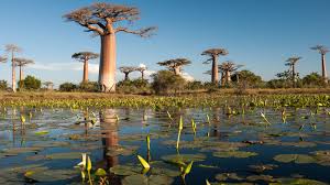 Image result for Renealmia africana