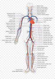 Vein collecting blood from the arm and part of the neck and face; Diagram Pulmonary Vein Body Diagram Full Version Hd Quality Body Diagram Ipdiagram Vocatio2008 It