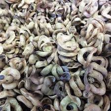 Image result for Albuca virens