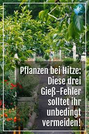 Bei Heissen Temperaturen Ist Es Wichtig Seine Pflanzen Ausreichend Mit Wasser Zu Versorgen Doch Gerade Bei Grosser Hitze Sollten Sie Bestimmte Regeln Einhalten Bepflanzung Garten Pflanzen Pflanzen