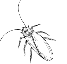 Free Printable Cockroach Coloring Pages For Kids Coloring Pages For Kids Deer Coloring Pages Animal Coloring Pages