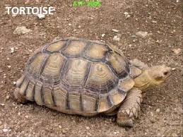 Are you thinking of having this lifelong companion? Turtle Faq S Central Mississippi Turtle Rescue