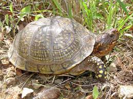 Pest management test pest management test. Georgia Pest Control Employee Registration Manual Practice Test Gsmp Sekanm Site