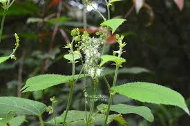 Image result for Hypertelis cerviana