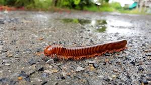 When disturbed or threatened, millipedes roll themselves into a. Are Millipedes Helpful Or Harmful Millipede Prevention