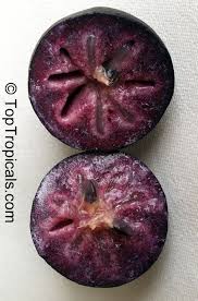 Image result for Chrysophyllum