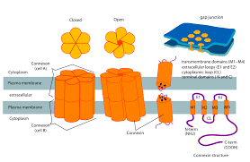 Are gap junctions found in plant cells. Connexon Wikipedia