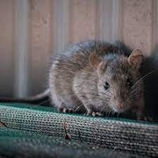 5 most effective ways of getting rid of rats. How To Get Rid Of Rats Updated For 2021