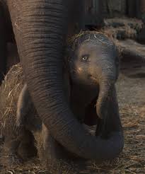 Check spelling or type a new query. How Accurate Is The Dumbo Version Of A Baby Elephant