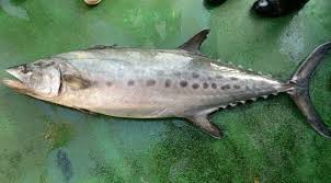 Ada banyak sekali bahan yang bisa. 5 Jenis Ikan Tenggiri Yang Populer Di Seluruh Dunia Dan 9 Manfaatnya