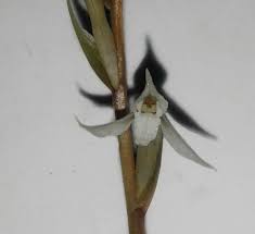 Image result for Schlechterina