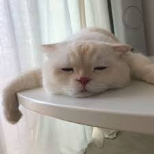 Kumel Kucing Comel In 2020 Cute Baby Cats Cute Cats And Dogs Pretty Cats