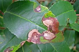 30 yr fixed conforming 6/30/2021fees: Viburnum Beetle Rhs Gardening