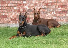 Doberman Doberman Pinscher Puppy Doberman Puppy Doberman Pinscher