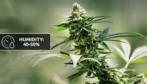 During this phase, plants start to produce flowers (buds), and in the end, growers harvest those buds. Taking Humidity In Your Grow Room Under Control Herbies