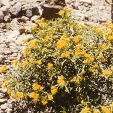 Image result for Psiadia punctulata