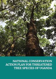 Image result for Rytigynia ruwenzoriensis