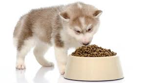 Buy on amazon buy on petco. Pin On Raw Dog Food Diet