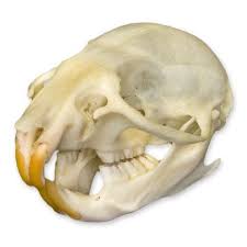 Rat Skull Natural Bone Quality A Skulls Unlimited International Skull Skull Reference Rats