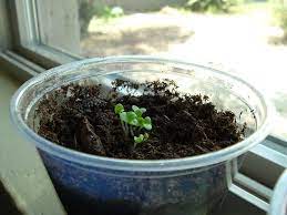 What is the ideal container size for basil and will a 4in pot be sufficient to grow a decent size container? Best Container Size To Guarantee Basil Growth Your Indoor Herbs