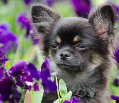 Although the spring crocus can cause mild stomach upsets, it's the less common autumn variety that is the bigger problem for dogs. A Pet Friendly Guide To Spring Flowers From Dogs On Planes