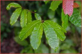 Image result for Polystachya dewanckeliana