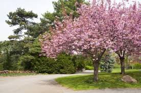 Flowering almond, flowering plum, rose tree of china all pictures (3) share; Almond Trees Lovetoknow