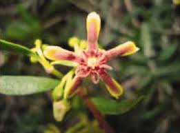 Image result for Apocynaceae subfamily Periplocoideae