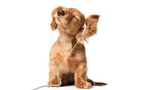 Look at pictures of golden retriever puppies who need a home. Download Wallpapers Golden Retriever Headphones Small Labrador Puppy Cute Puppies Pets Labradors Dogs Retriever For Desktop Free Pictures For Desktop Free