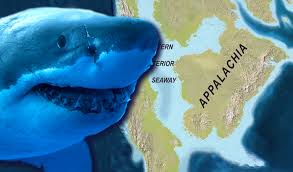Researchers Discover New 91 Million Year Old Giant Shark Species In Kansas In 2020 Species Of Sharks Mysteries Of The World Ancient Technology