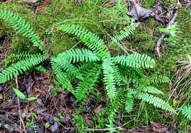 Image result for Sericanthe sp. A (Nyanga taxon)