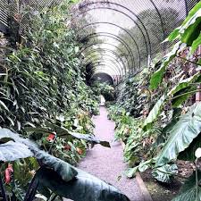 Sehenswurdigkeiten Auf Teneriffa Botanischer Garten Puerto De La Cruz Teneriffa Puerto De La Cruz Reisen