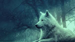 We did not find results for: Wolf Wallpaper For Iphone Full Hd Wolf 1920x1080 Wallpaper Teahub Io