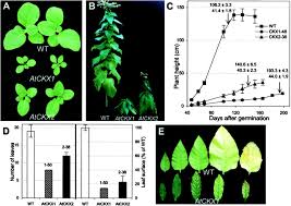 Check spelling or type a new query. Regulation Of Plant Growth By Cytokinin Pnas