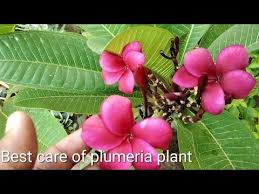 Youtube Plants Easy Garden Plumeria