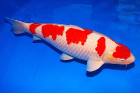 Mempunyai juntai sirip perut yang tidak. 13 Jenis Ikan Mas Untuk Konsumsi Dan Akuarium Yang Populer