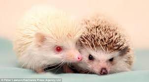 He S Got An Extra Special Friend Rare Albino Hedgehog Given Away By Its Owner Finds A New Soul Mate At Rescue Centre Albino Hedgehog Albino Animals Albino