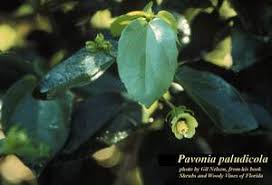 Image result for Pavonia rogersii