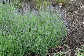 Check spelling or type a new query. Click To View Full Size Photo Of Munstead Lavender Lavandula Angustifolia Munstead At Munstead Lavender Low Water Gardening Lavandula Angustifolia Munstead
