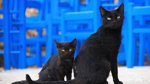 Seperti halnya arti mimpi ular warna warni, ini menjadi. Mimpi Melihat Kucing Berwarna Hitam Benarkah Pertanda Buruk Tribun Jogja