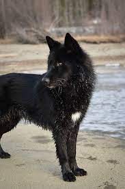 Alaskan Noble Companion Dog Google Search Wolf Hybrid Dogs Companion Dog Wolf Dog