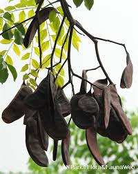 Image result for Erythrophleum