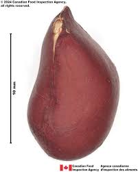 Image result for Arachis hypogaea