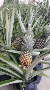 Nenas merupakan tanaman buah yang selalu tersedia sepanjang tahun. Tanam Nanas Tak Perlu Siram Selalu Selain Tu Ada Lagi Tips Lain Tu Kena Tahu Keluarga